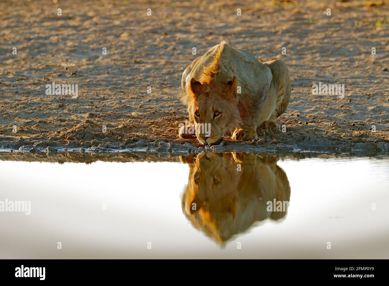 Acqua potabile Lions. Ritratto di coppia di leoni africani, Panthera leo, dettaglio di grandi animali, Kruger National Park Sud Africa. Gatti in habitat naturale Foto Stock