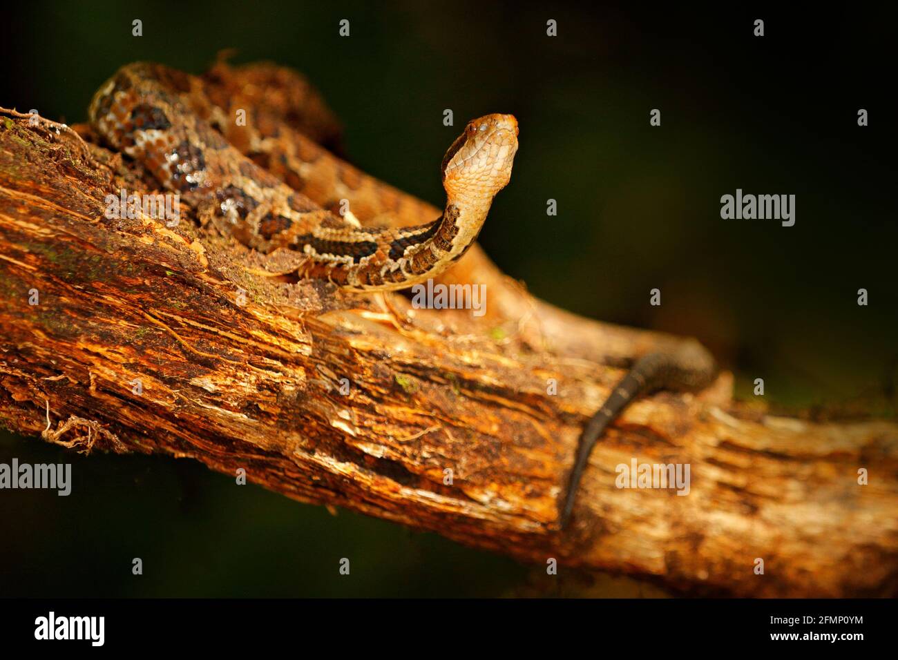Viper, Atropoides picadoi, Picado´s Pitviper pericolo serpente veleno nell'habitat naturale, Tapantí NP, Costa Rica. Verde venoso rettile nella natura h Foto Stock