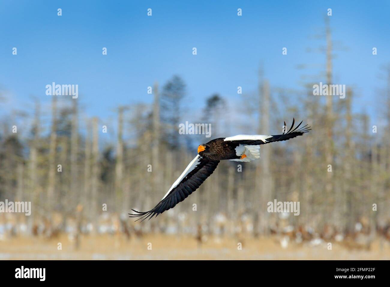 Aquila di mare di Steller, Haliaetus pelagicus, uccello di preda volante, con foresta sullo sfondo, Hokkaido, Giappone. Aquila con habitat naturale di montagna. Foto Stock