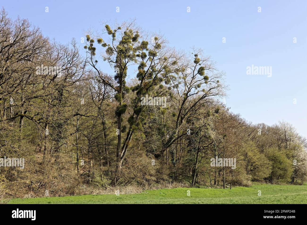 Coppia di querce sovraffollate con Mistletoes a Winterly Treescape Foto Stock