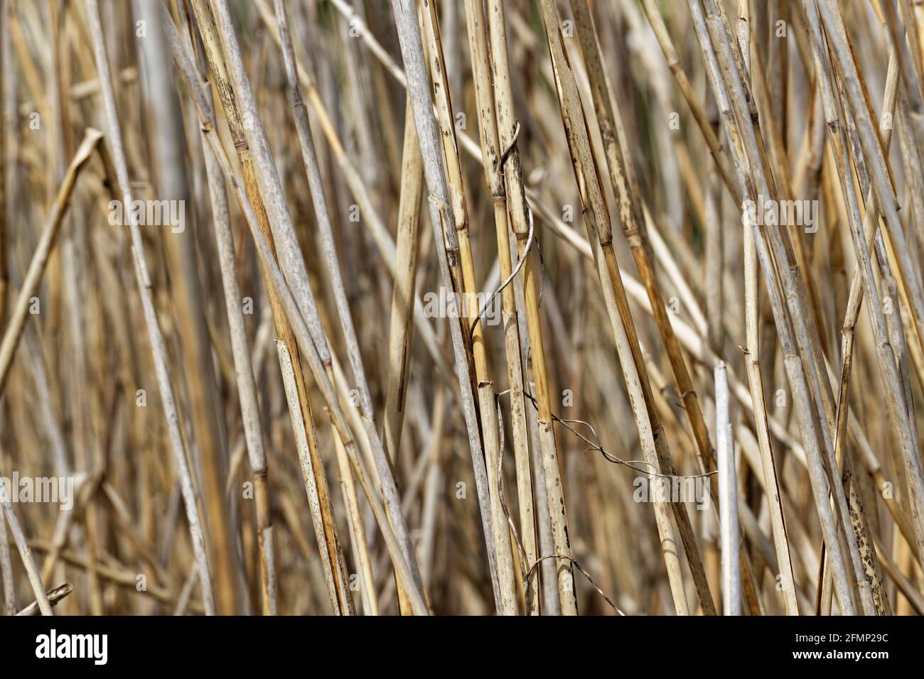 Acqua Reed Texture in Inverno - sfondo naturale Foto Stock