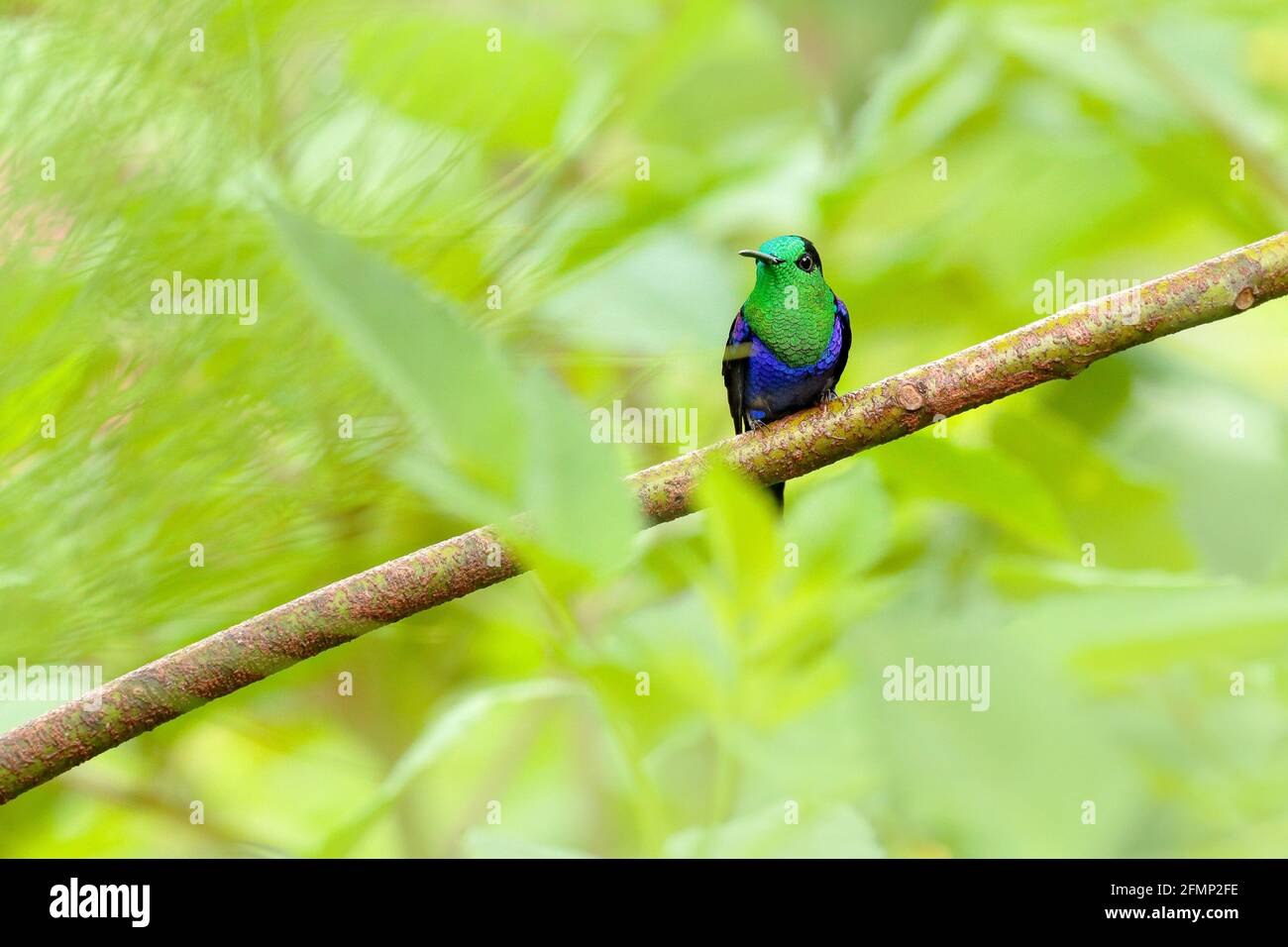 Pinna di bosco con corona di porpora, Thalurania colombica fannyi, colibrì nella foresta tropicale colombiana, blu un uccello verde lucido nell'habitat naturale. Foto Stock