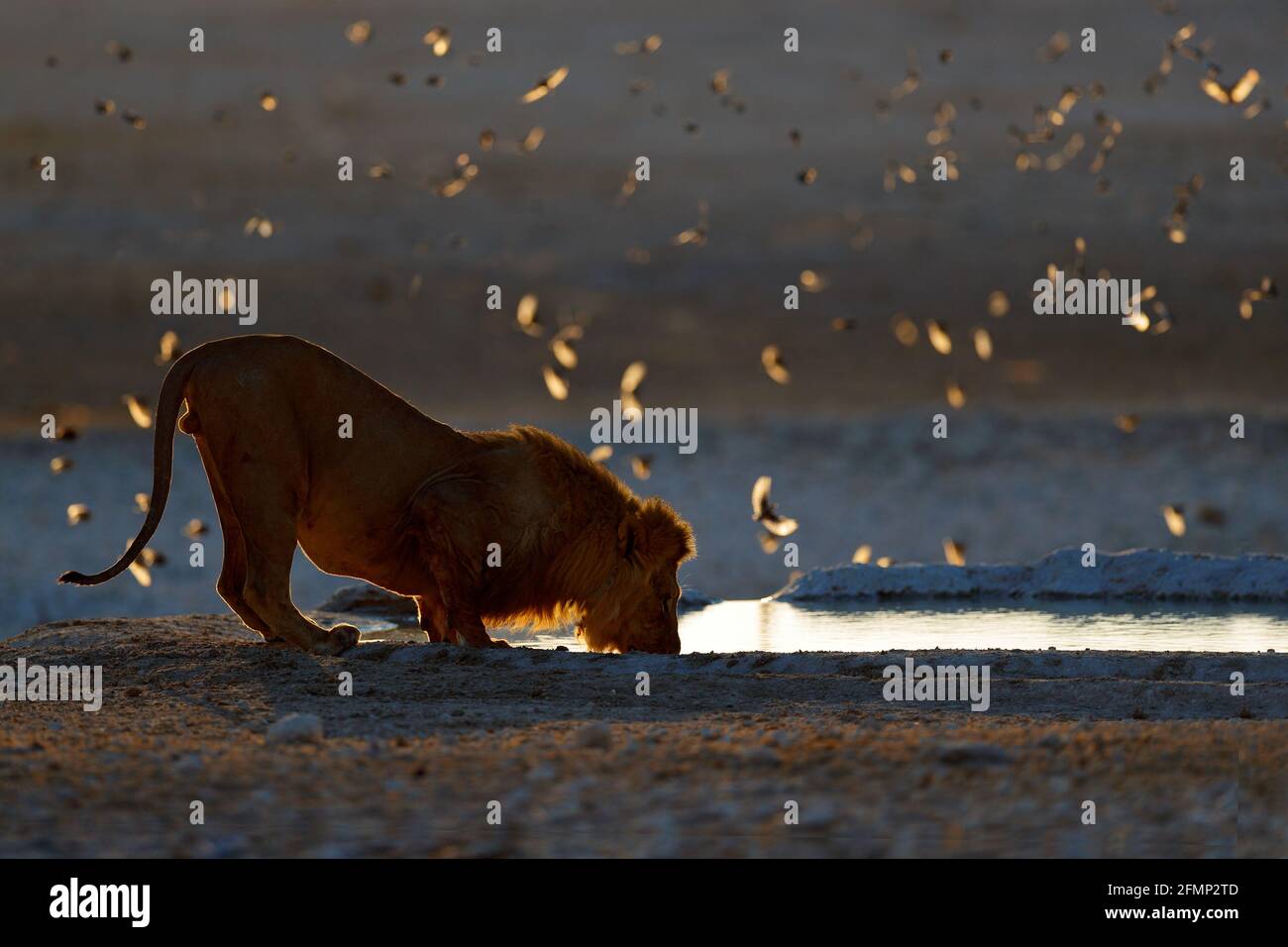 Acqua potabile Lions. Ritratto di coppia di leoni africani, Panthera leo, dettaglio di grandi animali, Kruger National Park Sud Africa. Gatti in habitat naturale Foto Stock