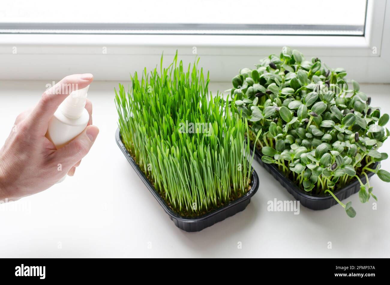 Un uomo spruzzi micrograni con uno spray. Concetto di cibo sano Foto Stock