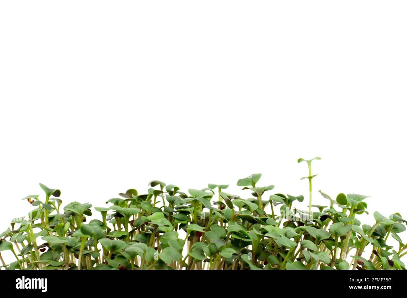 Ravanelli germogli da vicino con posto per il testo. Cibo per vegetariani. Concetto di cibo sano Foto Stock
