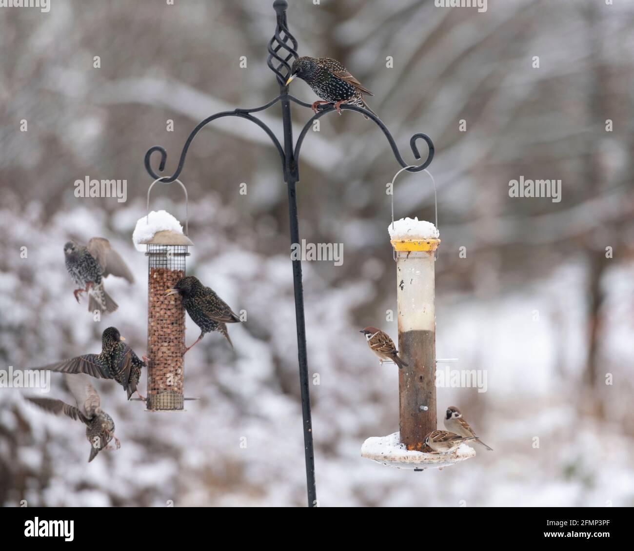 Passeri di alberi (Passer Montanus) Guarda come un piccolo gruppo di Starlings (Sturnus vulgaris) Provare a RAID un alimentatore di uccelli di arachidi Foto Stock