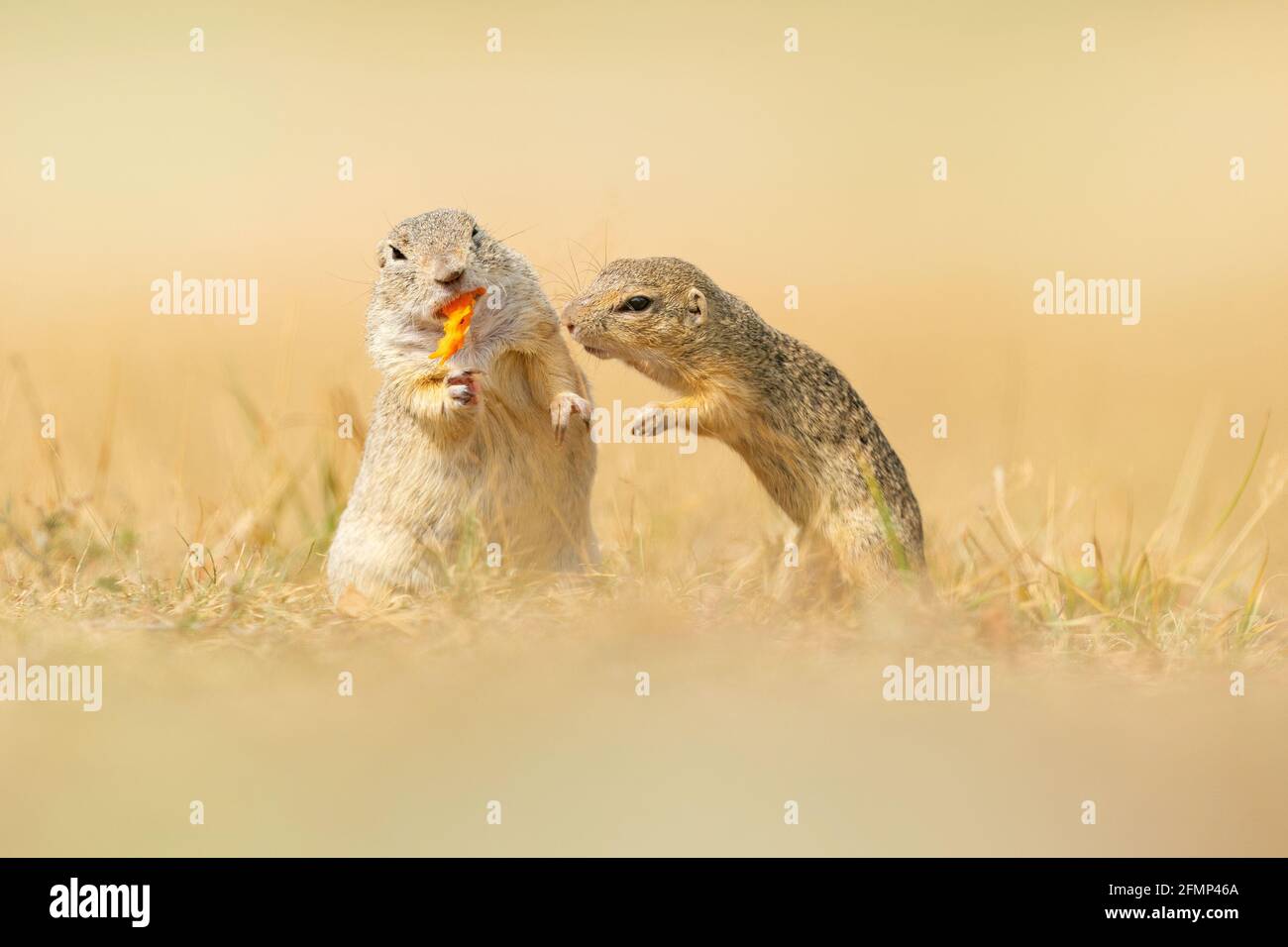 Campo europeo Squirrel, Spermophilus citellus, seduto in erba verde durante l'estate, ritratto di dettaglio animale, Repubblica Ceca. Scena di fauna selvatica da Foto Stock
