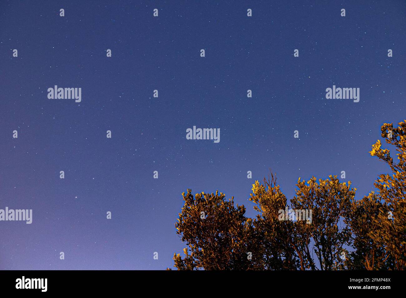Notte con un cielo bluastro e pieno di stelle, sotto i rami di un albero dai toni giallastri Foto Stock