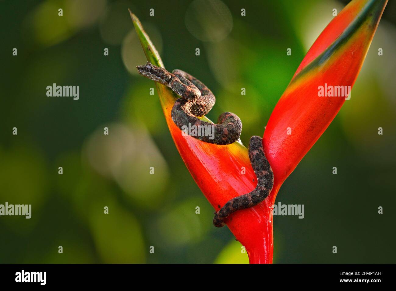 Palma palma palmo di palpebra Pitviper, Bothriechis schlegeli, su fiore rosso selvaggio. Scena della fauna selvatica dalla foresta tropicale. Fiorire con serpente in America Centrale. Fauna selvatica. Po Foto Stock