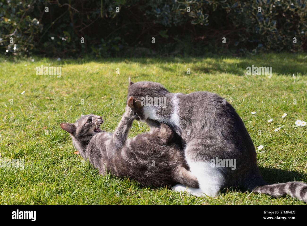 Due gatti per animali domestici (gatti da tavolo grigi e grigi e bianchi) Gioca combattimenti in un giardino in sole Foto Stock