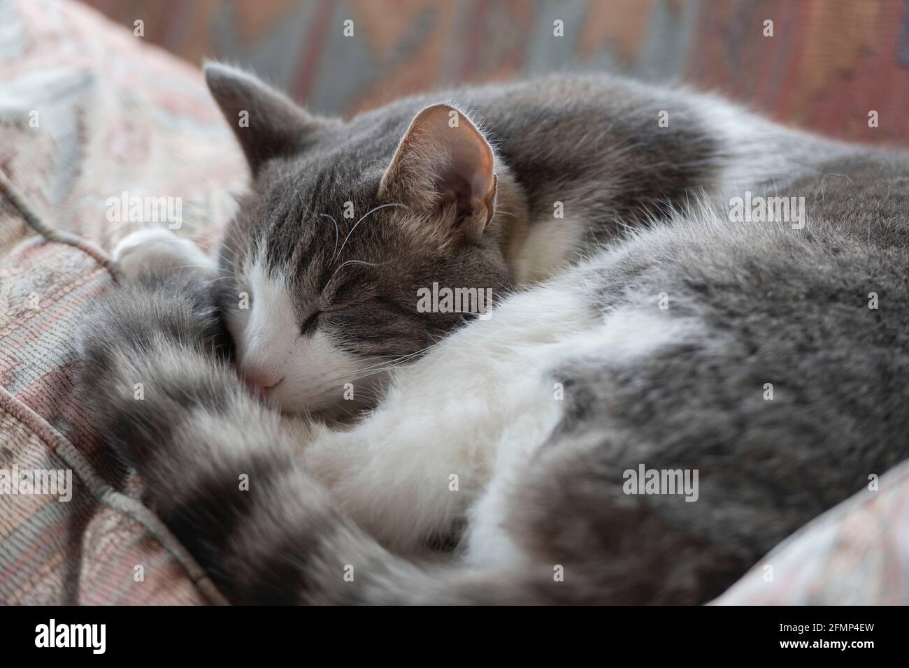 Un gatto grigio e bianco addormentato sulla schiena Cuscino su un divano Foto Stock