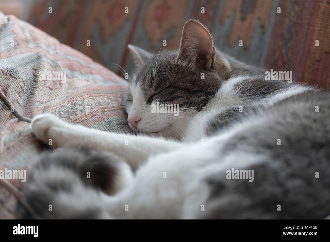 Un gatto degli animali di colore grigio e bianco addormentò su un divano Cuscino Foto Stock
