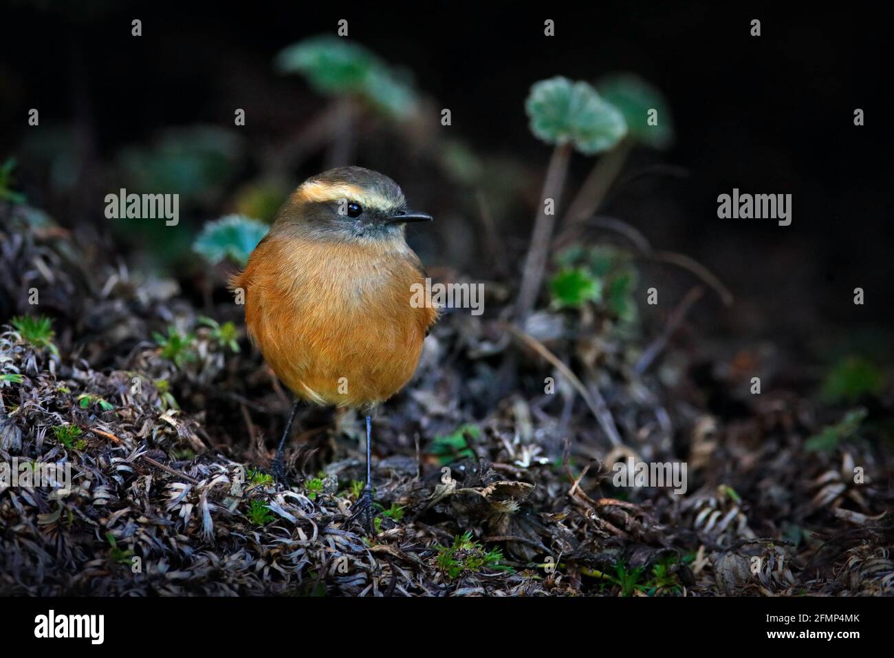 Bruno-backed Chat-tyrant, Ochthoeca fumicolor, uccello da Antisana NP, Ecuador. Piccolo uccello nascosto nella vegetazione, fauna selvatica in Sud America. Foto Stock