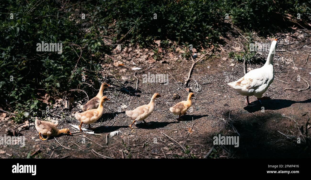 l'oca madre che conduce i suoi bambini in un momento carino Foto Stock