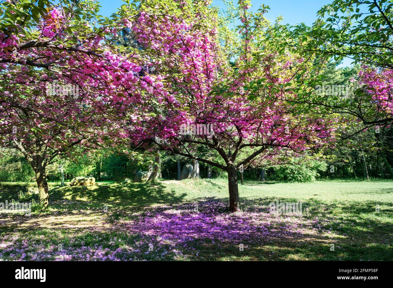 Giardino giapponese nella stagione primaverile con alberi rosa sakura E fiori di ciliegio nel parco Herastrau a Bucarest Foto Stock