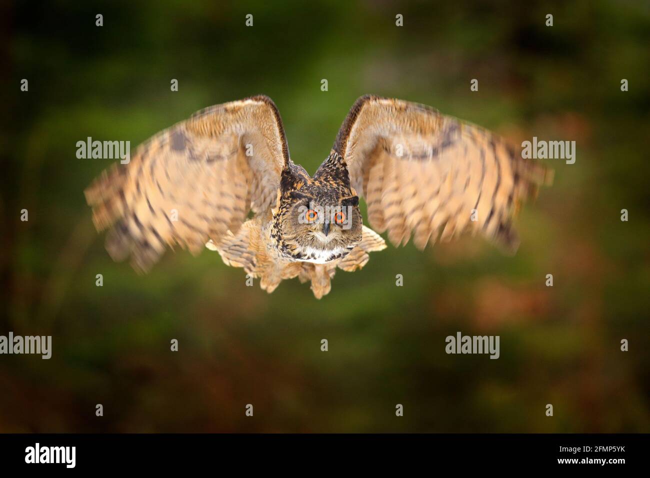 Eagle Owl, Bubo bubo, con ali aperte in volo, habitat forestale in background, alberi arancioni d'autunno. Scena della fauna selvatica dalla foresta naturale, Germania. Uccello i Foto Stock