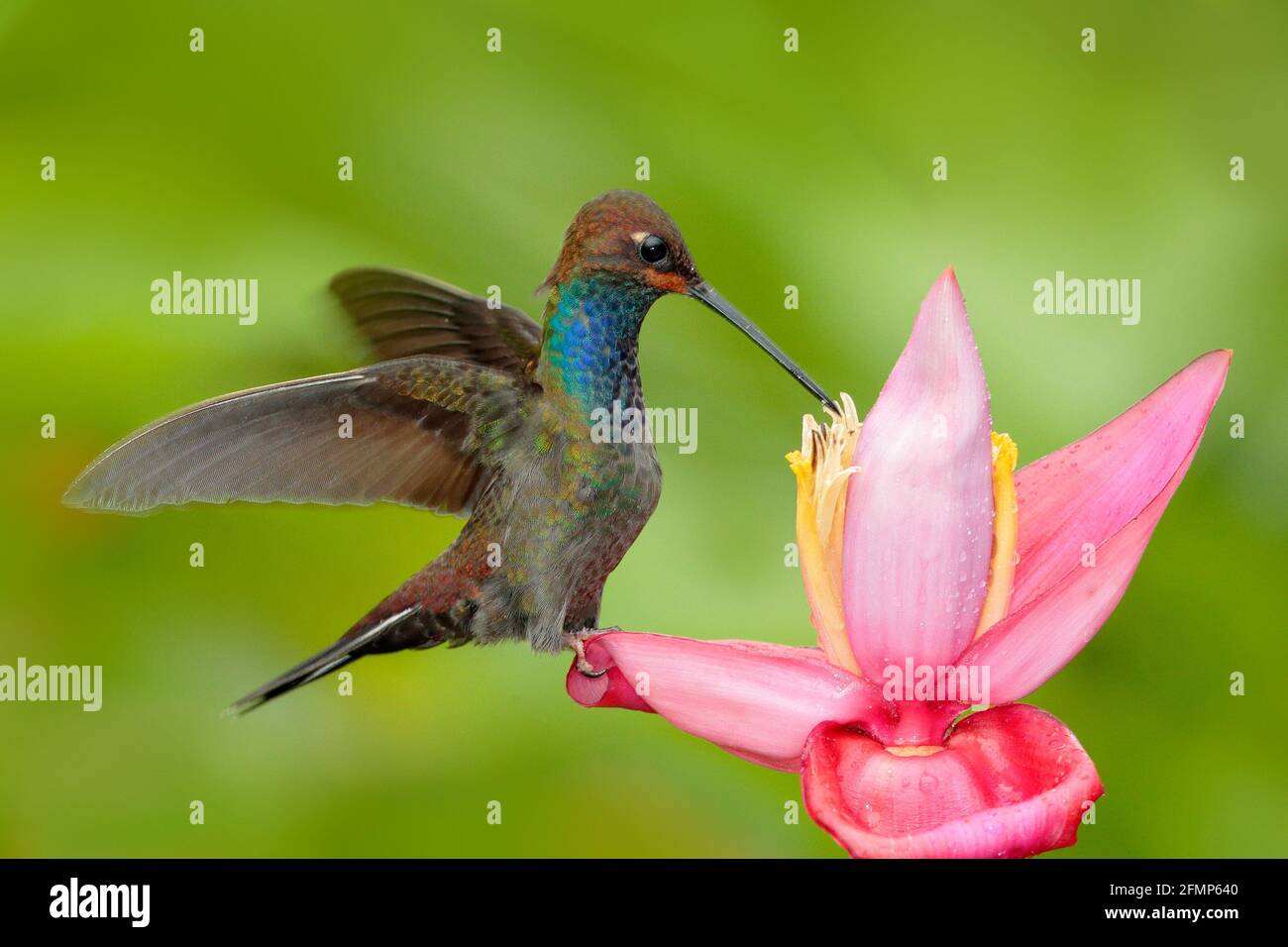 Hummingbird con fiore. Rufous-gaped Hillstar , Urochroa bougueri, su ping flower, sfondo verde e giallo, uccello succhiare nettare da fiore rosa, Foto Stock