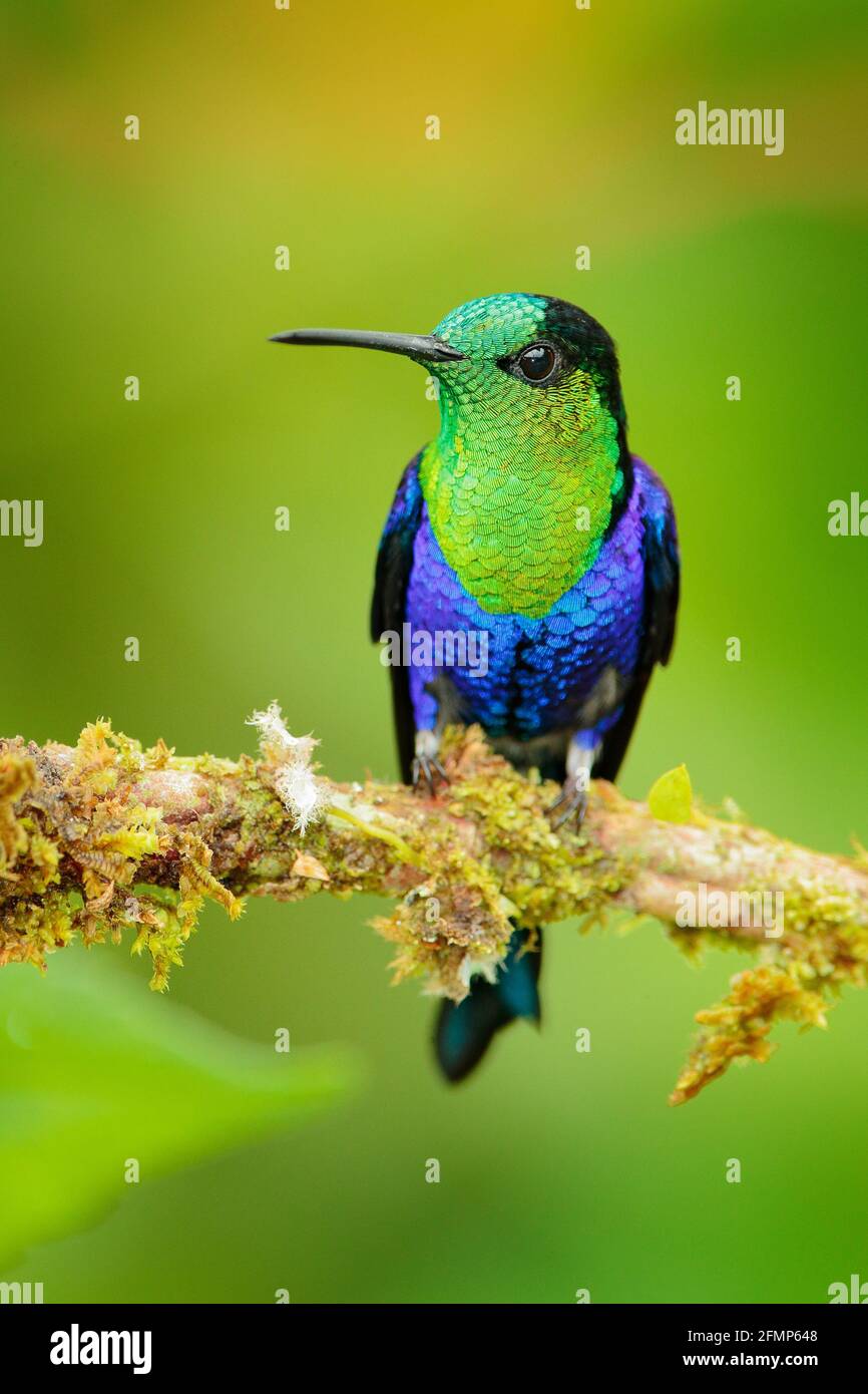 Pinna di bosco con corona di porpora, Thalurania colombica fannyi, colibrì nella foresta tropicale colombiana, blu un uccello verde lucido nell'habitat naturale. Foto Stock