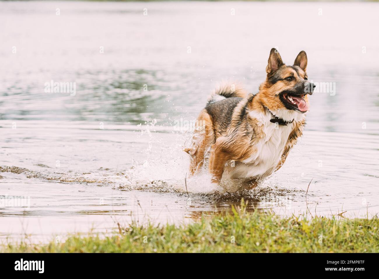 Divertente razza mista cane Gioca con la corsa vicino al fiume. Foto Stock