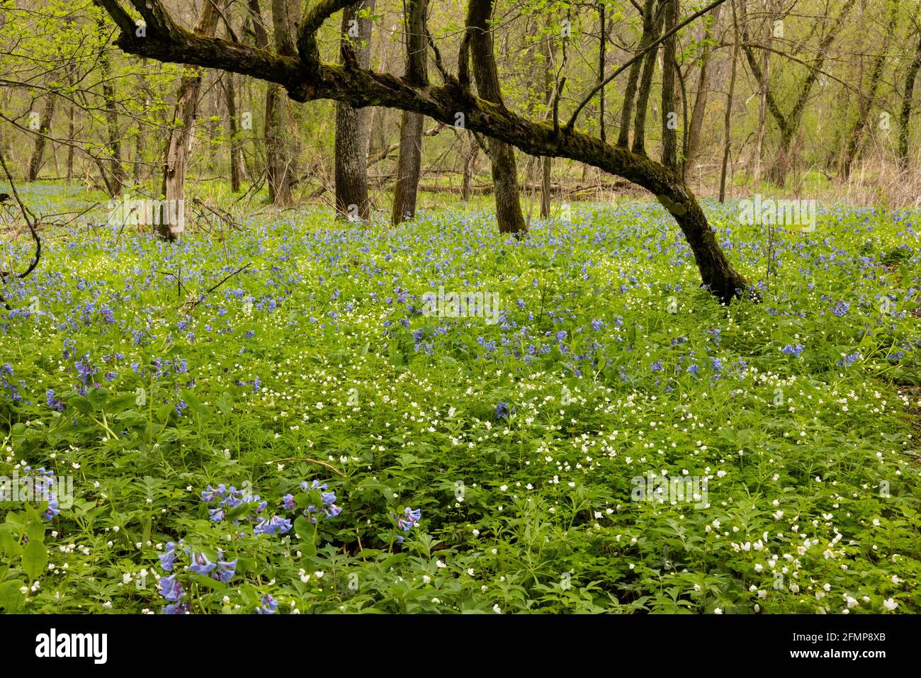 Blue Bells e legno Anemone Wildflowers nel bosco Foto Stock