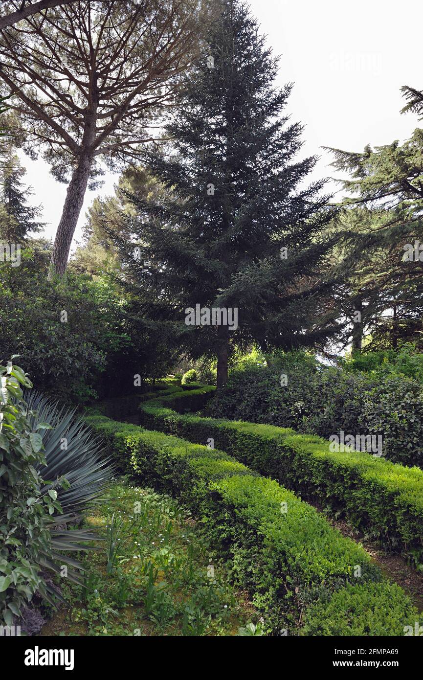 Giardino di Villa Cimbrone, nei mesi primaverili si possono ammirare una dozzina di meravigliose orchidee selvatiche come ophrys apifera, sphegodes, seapides lingua, orchis pr Foto Stock