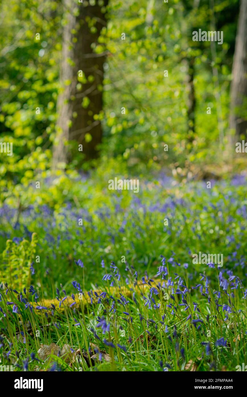 Bluebells cresce a Woods nel Pollok Country Park a Glasgow Scozia Foto Stock