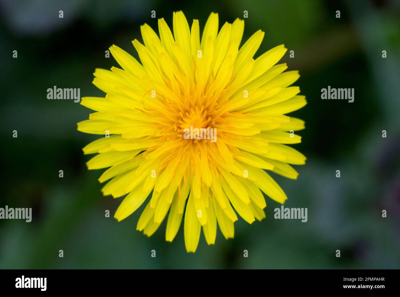 Vista dall'alto della testa di un fiore composito di un Dandelionandelio Foto Stock