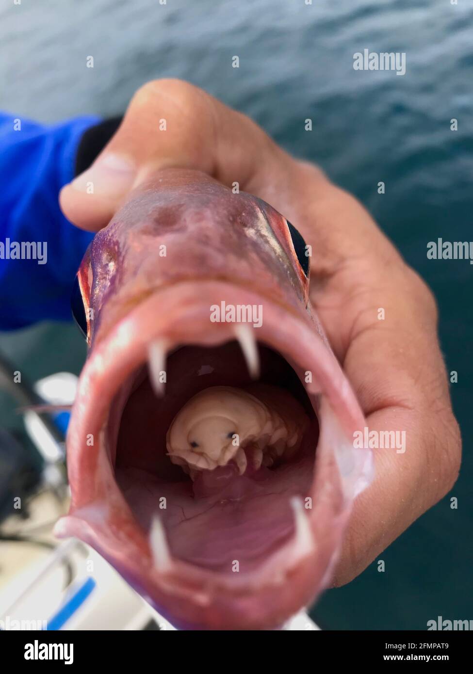CAPO AGULHAS, SUD AFRICA: La lingua che mangia il parassita di pidocchio all'interno della bocca del pesce falegname. VEDI il momento in cui un pescatore scioccato scopre una A. Foto Stock