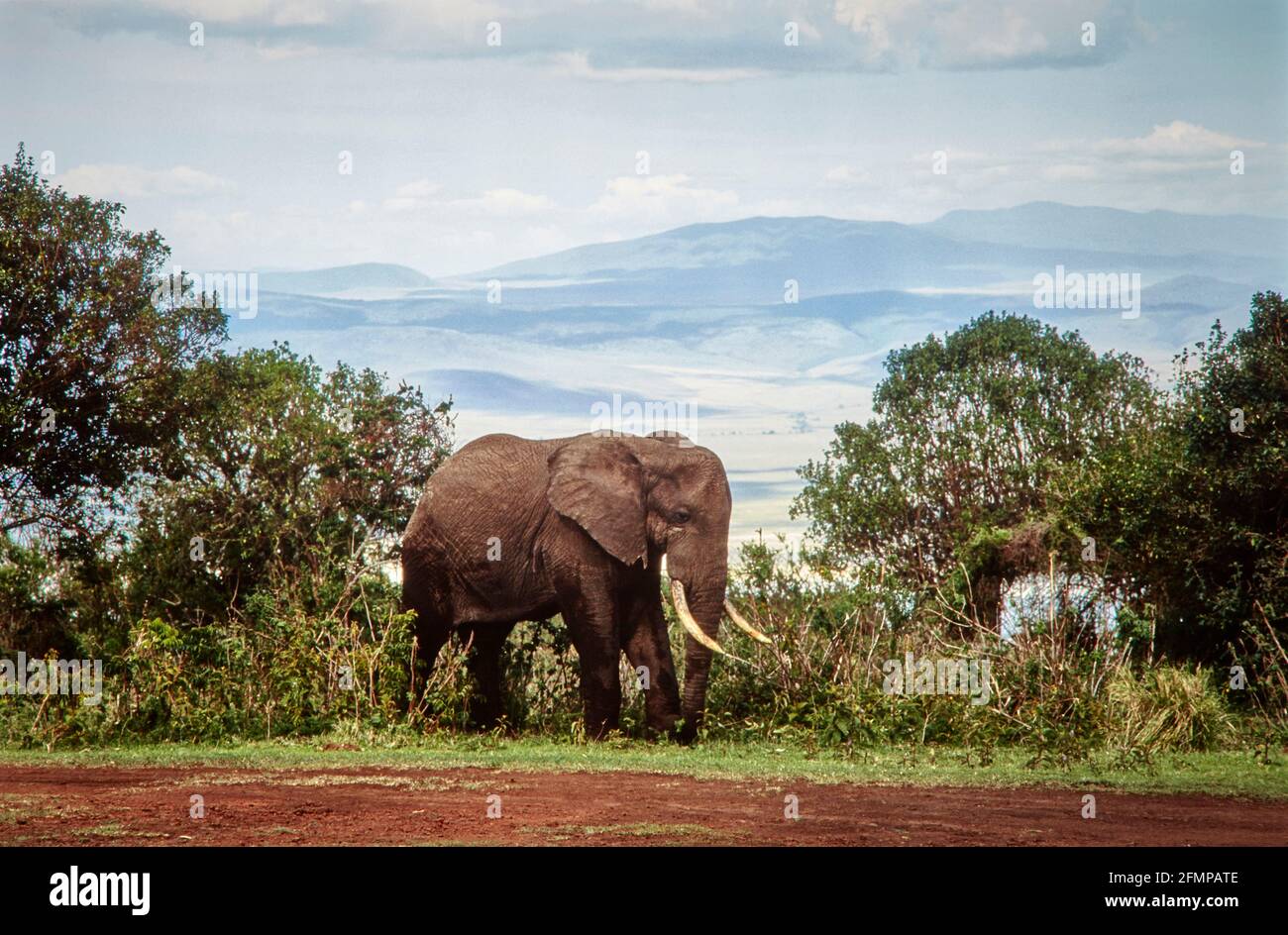 Un elefante cammina sul campeggio Simba lungo il cratere del cratere di Ngorongoro. 08.02.2006 - Christoph Keller Foto Stock