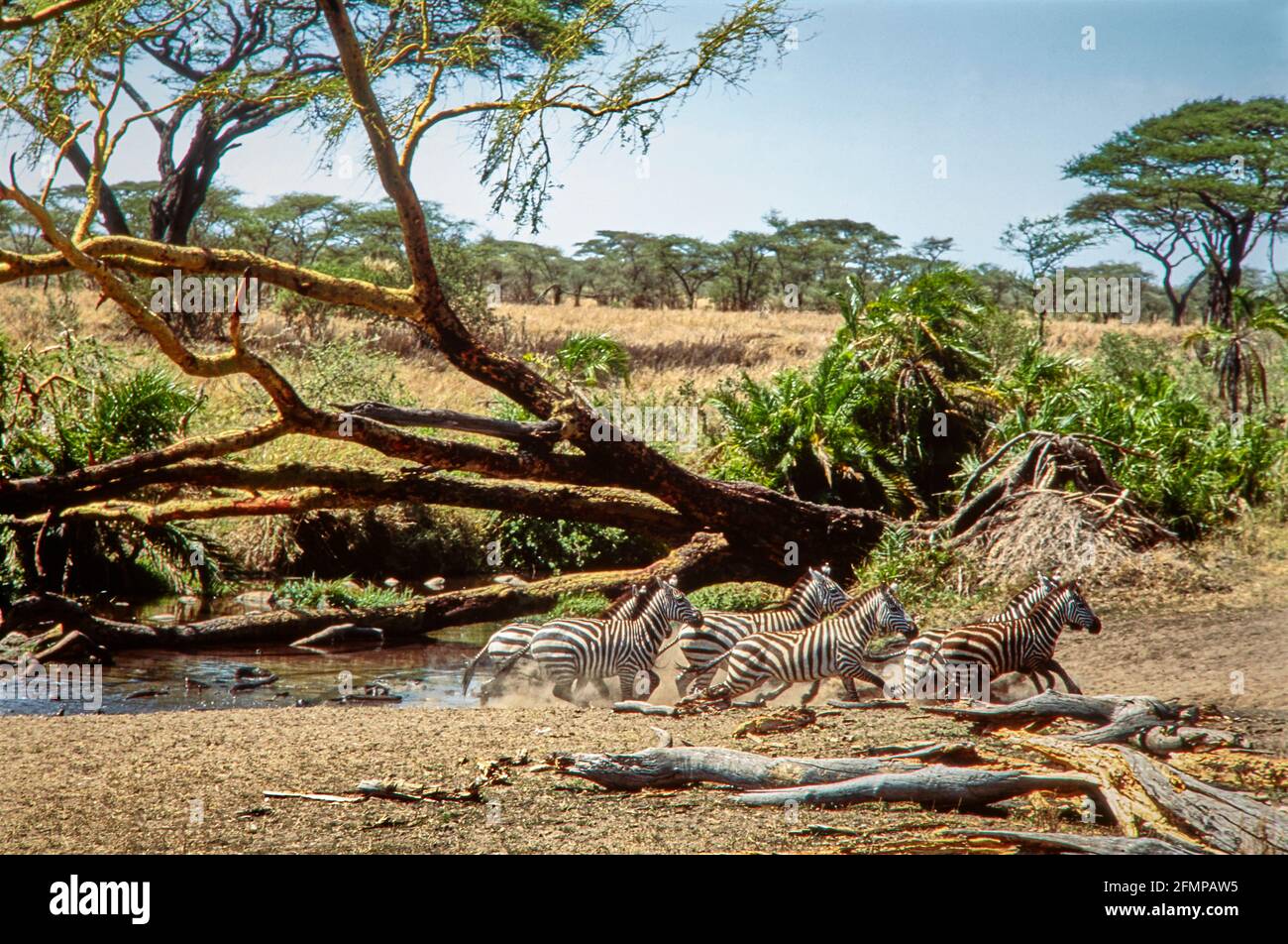 Un gruppo di zebre che fuggono da una buca d'acqua nel Parco Nazionale di Serengeti. 08.02.2006 - Christoph Keller Foto Stock