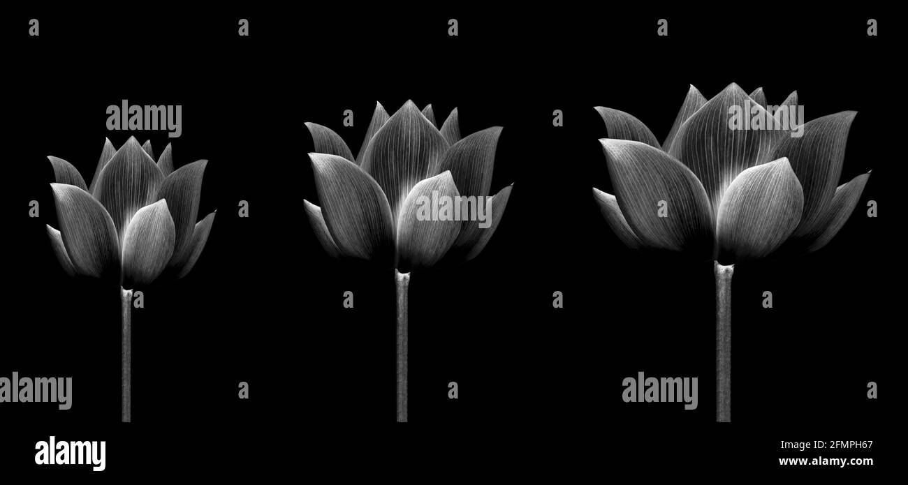 collezione lotus isolato su sfondo bianco. Foto Stock