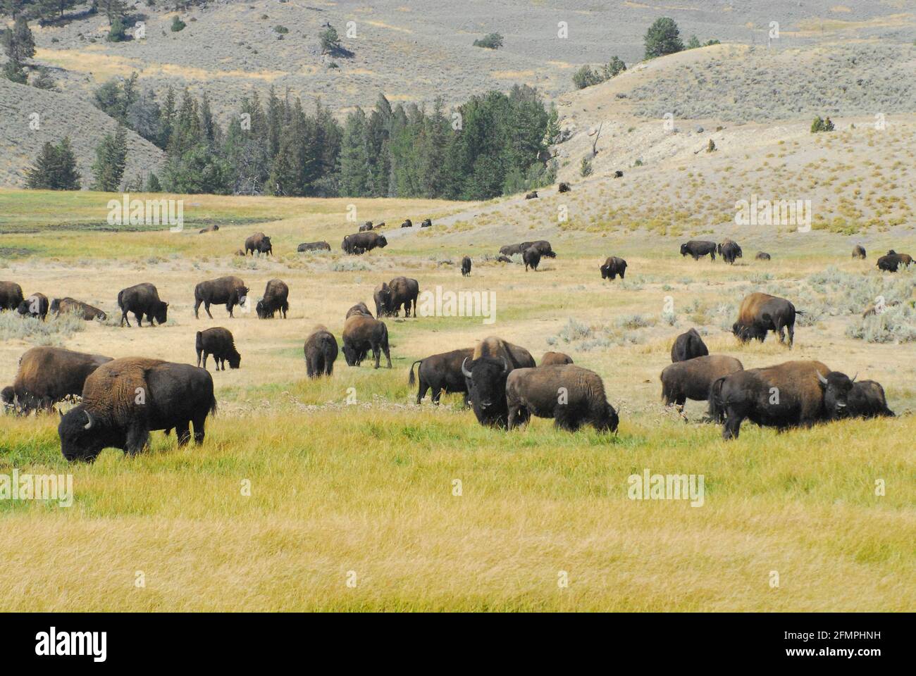 Vista panoramica di una grande mandria di bufali selvatici che si nutrono nelle colline splendidamente colorate del Parco Nazionale di Yellowstone, Wyoming, Stati Uniti. Foto Stock Vista panoramica di una grande mandria di bufali selvatici che si nutrono nelle colline splendidamente colorate del Parco Nazionale di Yellowstone, Wyoming, Stati Uniti. Foto Stock