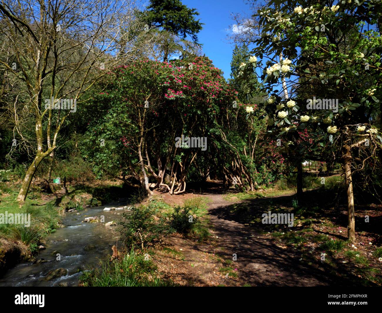 I rodendri Capistrano rossi e bianchi della Cornovaglia fioriscono presso lo stagno di Menacuddle, St Austell, Cornovaglia. Foto Stock