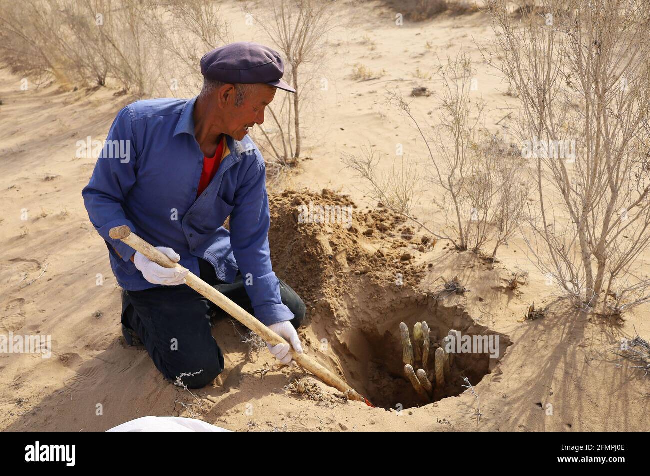 (210511) -- HOHHOT, 11 maggio 2021 (Xinhua) -- UN agricoltore raccoglie cistanche nella città di Bayannur, nella regione autonoma della Mongolia interna della Cina del nord, 8 maggio 2021. Abbondanti precipitazioni hanno portato un buon raccolto di cistanche, una pianta di controllo della sabbia ampiamente coltivata sul bordo del deserto di Ulan Buh, l'ottavo più grande della Cina. Cistanche, soprannominato 'desert ginseng,' è un'erba comunemente usata nelle prescrizioni di medicina cinese per la sua capacità di aumentare l'immunità. Con il ruolo di fissazione biologica dell'azoto e controllo della sabbia, la pianta è cresciuta bene con abbondanza di sole e la grande differenza di temperatura tra Foto Stock