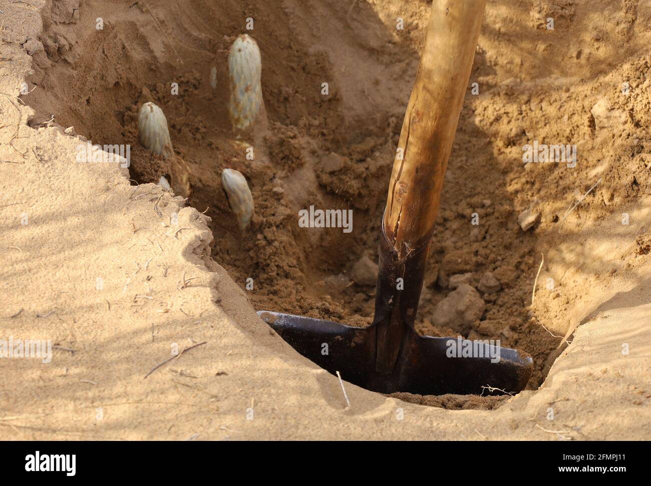 (210511) -- HOHHOT, 11 maggio 2021 (Xinhua) -- UN agricoltore raccoglie cistanche nella città di Bayannur, nella regione autonoma della Mongolia interna della Cina del nord, 8 maggio 2021. Abbondanti precipitazioni hanno portato un buon raccolto di cistanche, una pianta di controllo della sabbia ampiamente coltivata sul bordo del deserto di Ulan Buh, l'ottavo più grande della Cina. Cistanche, soprannominato 'desert ginseng,' è un'erba comunemente usata nelle prescrizioni di medicina cinese per la sua capacità di aumentare l'immunità. Con il ruolo di fissazione biologica dell'azoto e controllo della sabbia, la pianta è cresciuta bene con abbondanza di sole e la grande differenza di temperatura tra Foto Stock