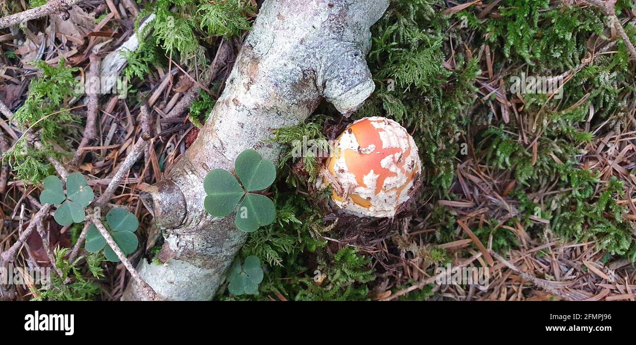 amanita un fungo meraviglioso nascosto nei boschi Foto Stock