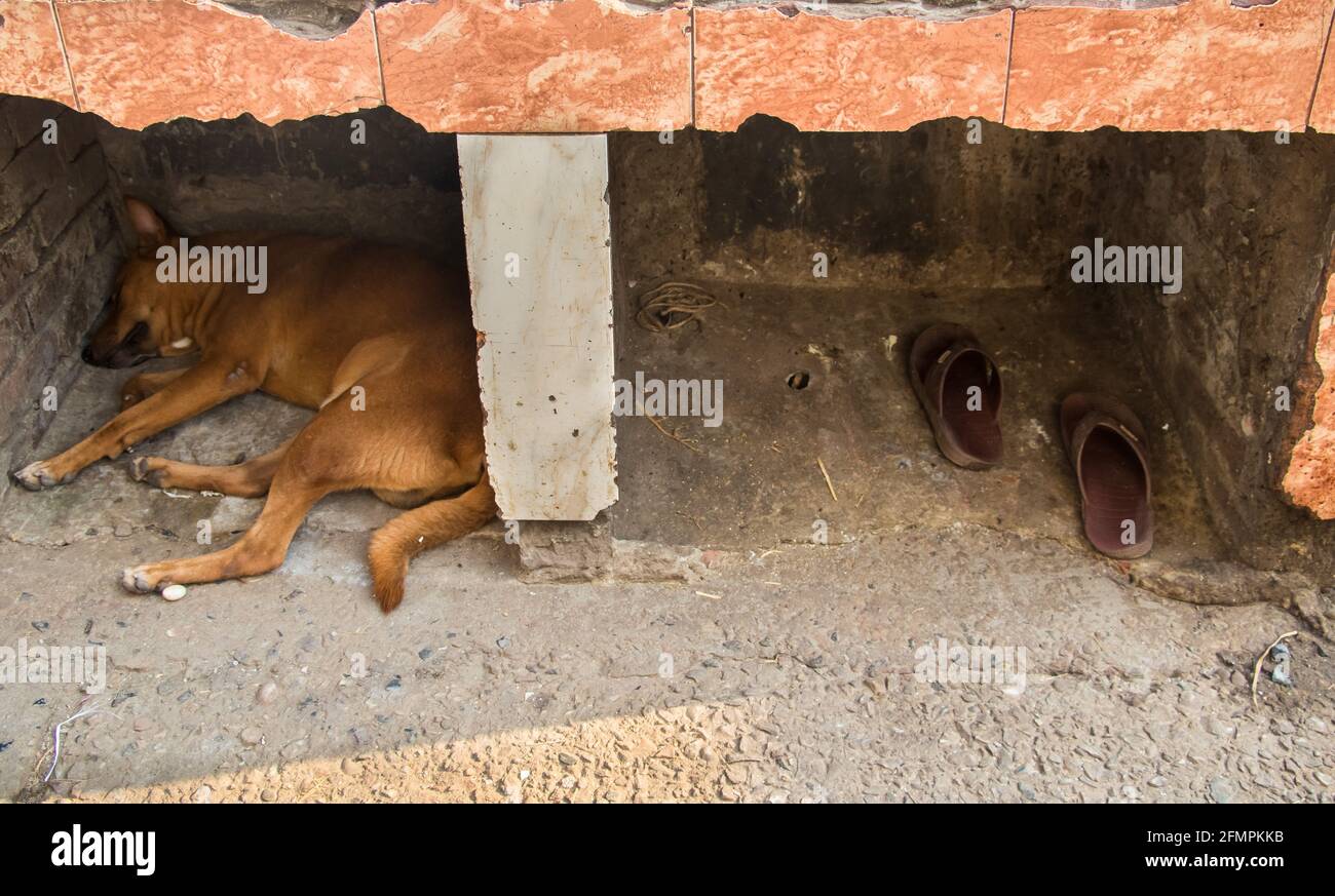 Il cane di strada che dormiva accanto alla strada ho catturato questa immagine dal Bangladesh, Asia Foto Stock