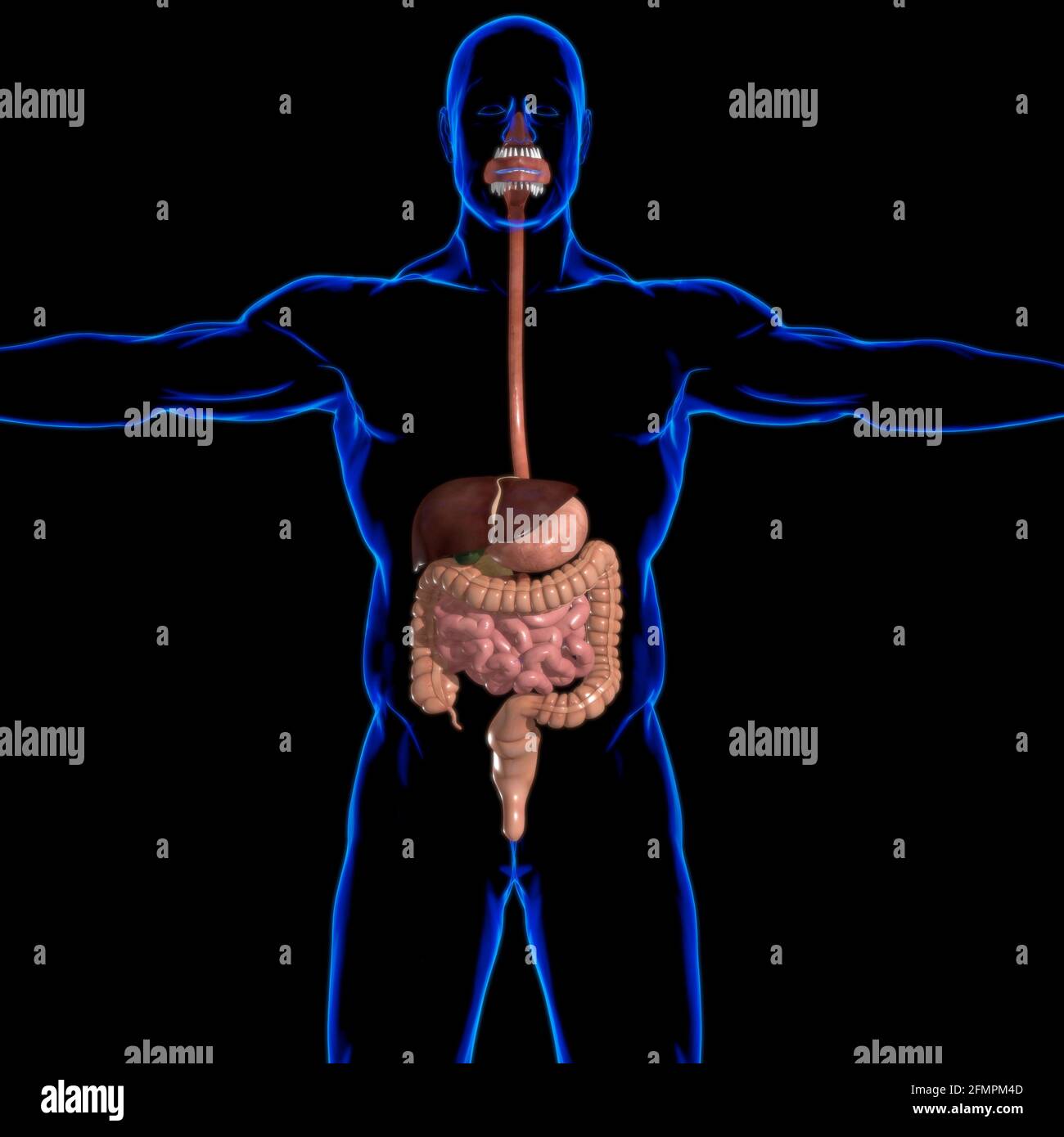 Anatomia del sistema digestivo umano per l'illustrazione 3D del concetto medico Foto Stock