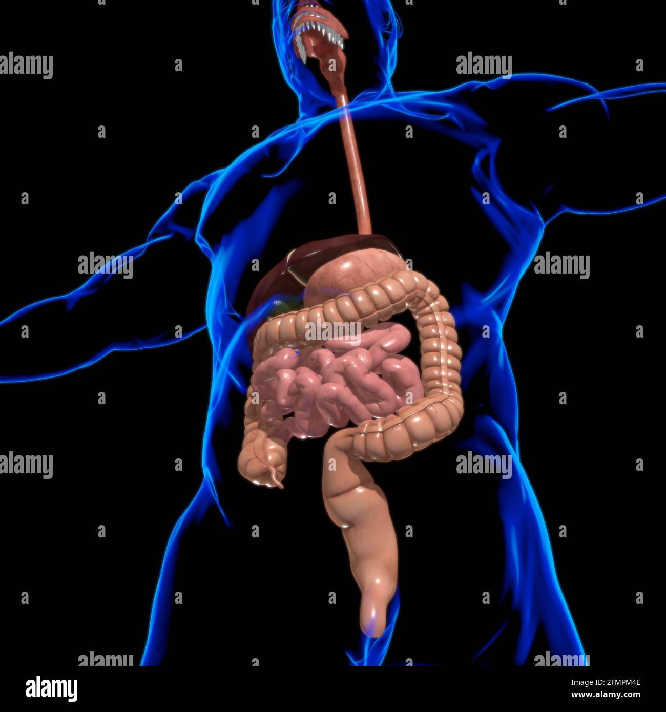 Anatomia del sistema digestivo umano per l'illustrazione 3D del concetto medico Foto Stock