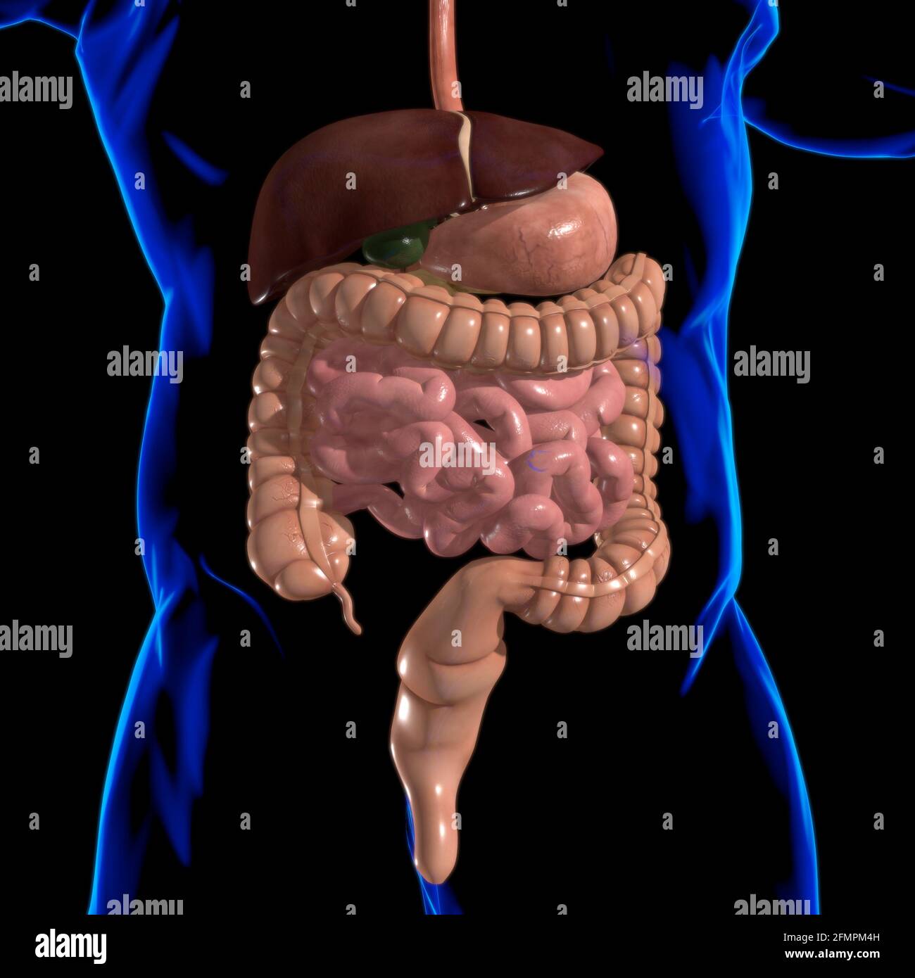 Anatomia del sistema digestivo umano per l'illustrazione 3D del concetto medico Foto Stock
