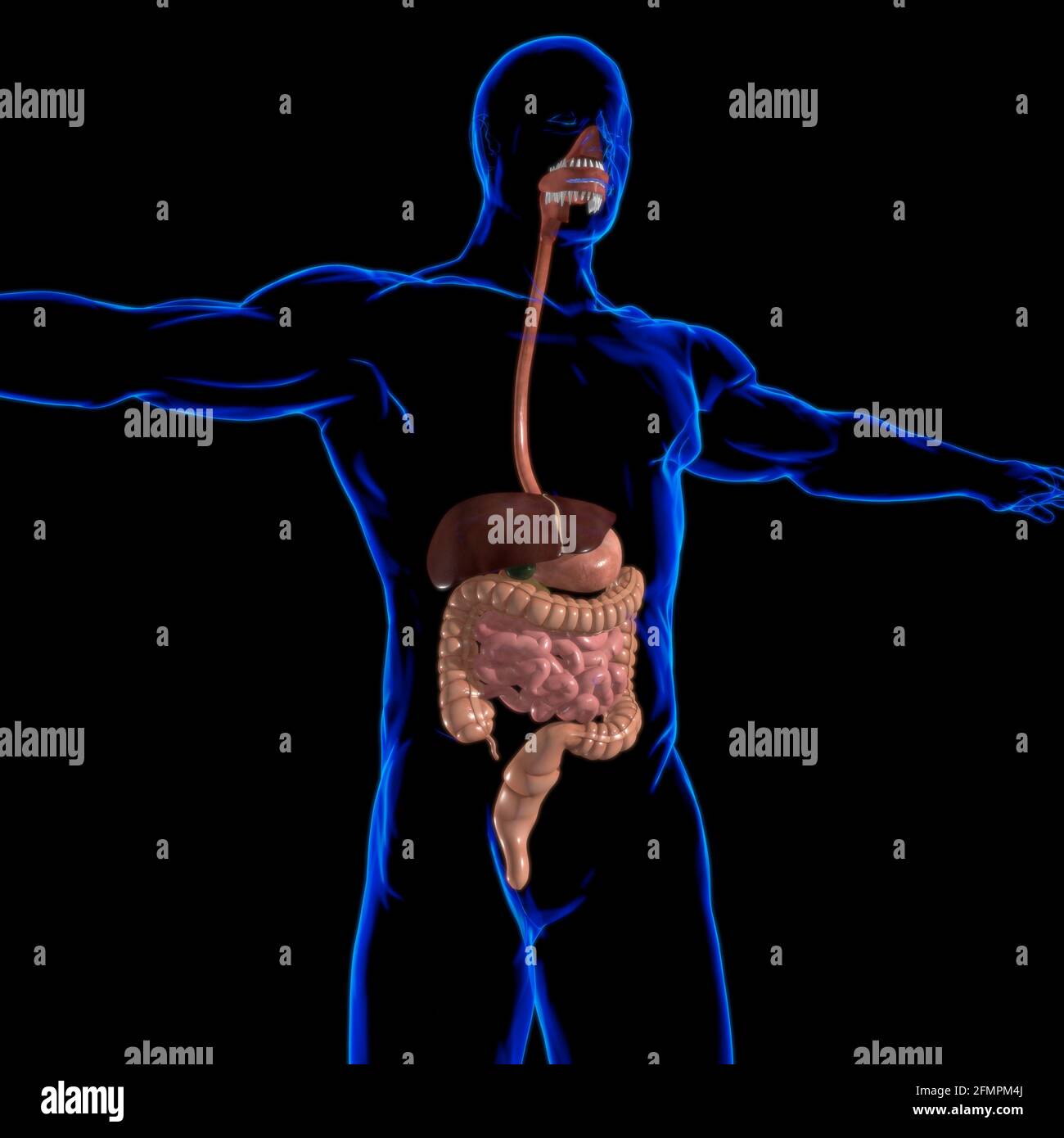 Anatomia del sistema digestivo umano per l'illustrazione 3D del concetto medico Foto Stock
