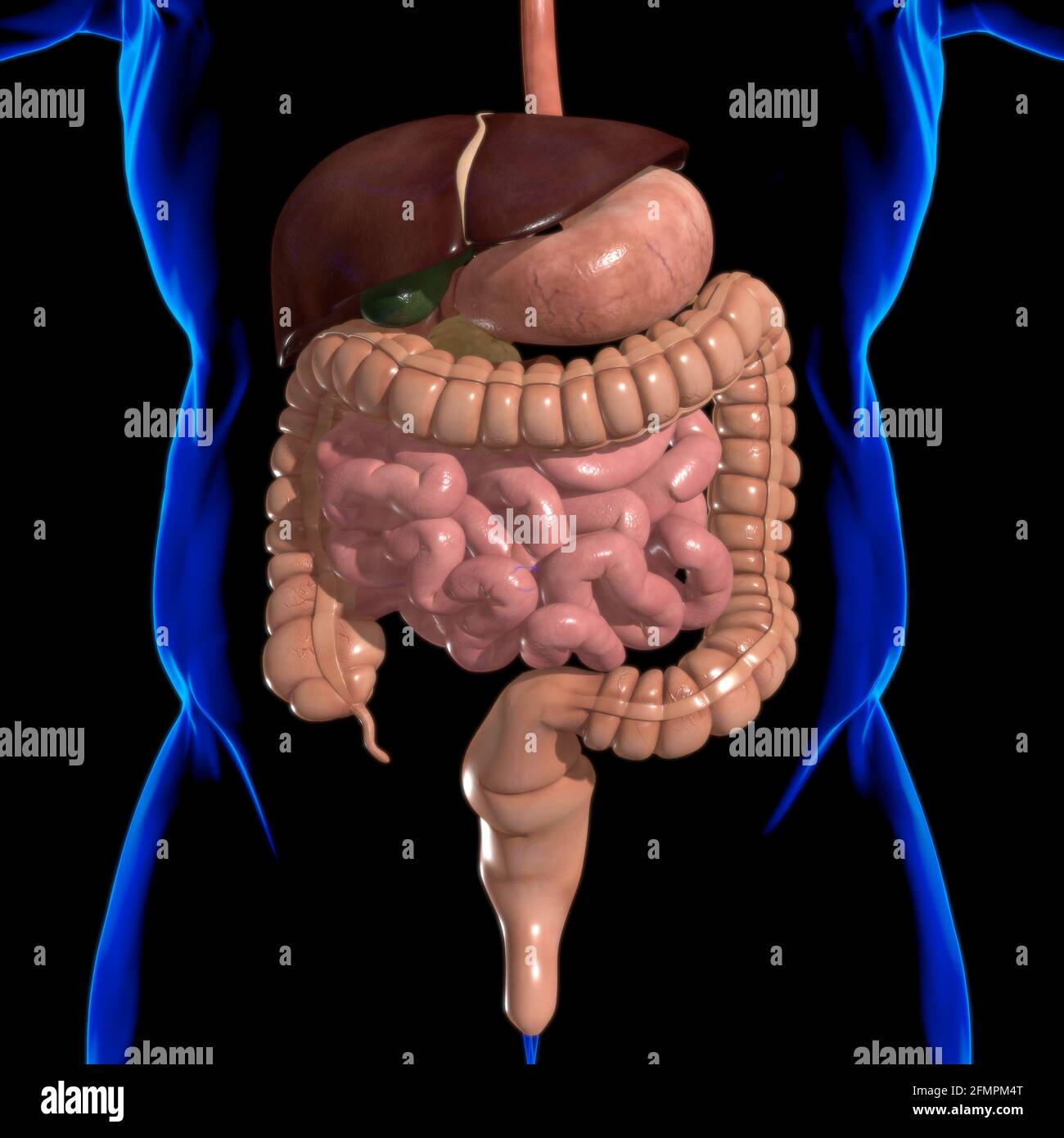Anatomia del sistema digestivo umano per l'illustrazione 3D del concetto medico Foto Stock