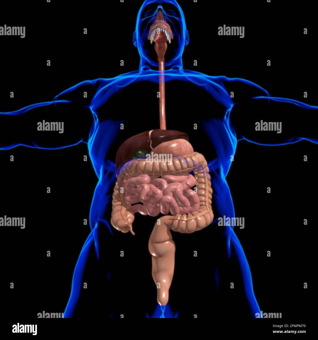 Anatomia del sistema digestivo umano per l'illustrazione 3D del concetto medico Foto Stock