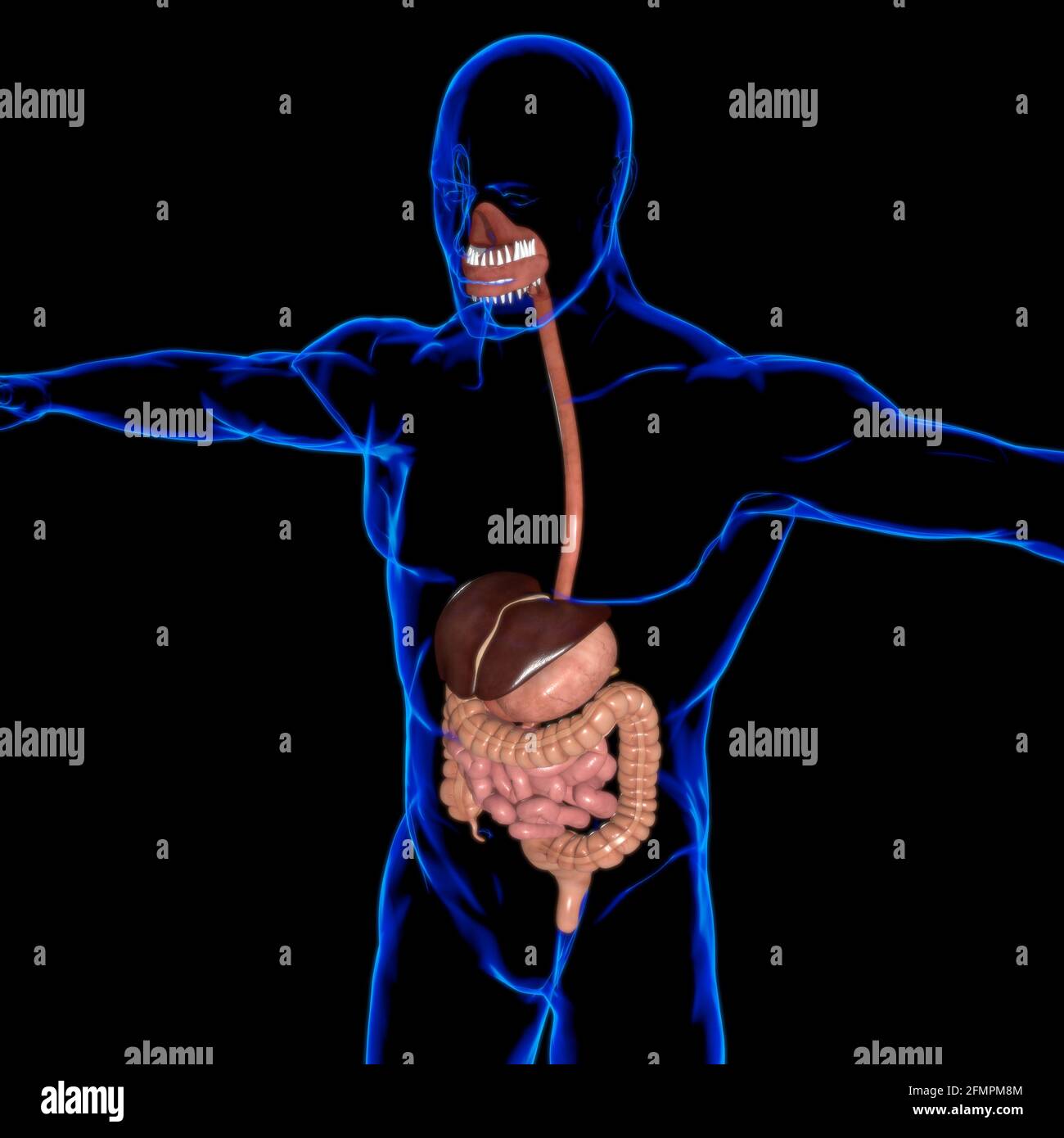 Anatomia del sistema digestivo umano per l'illustrazione 3D del concetto medico Foto Stock