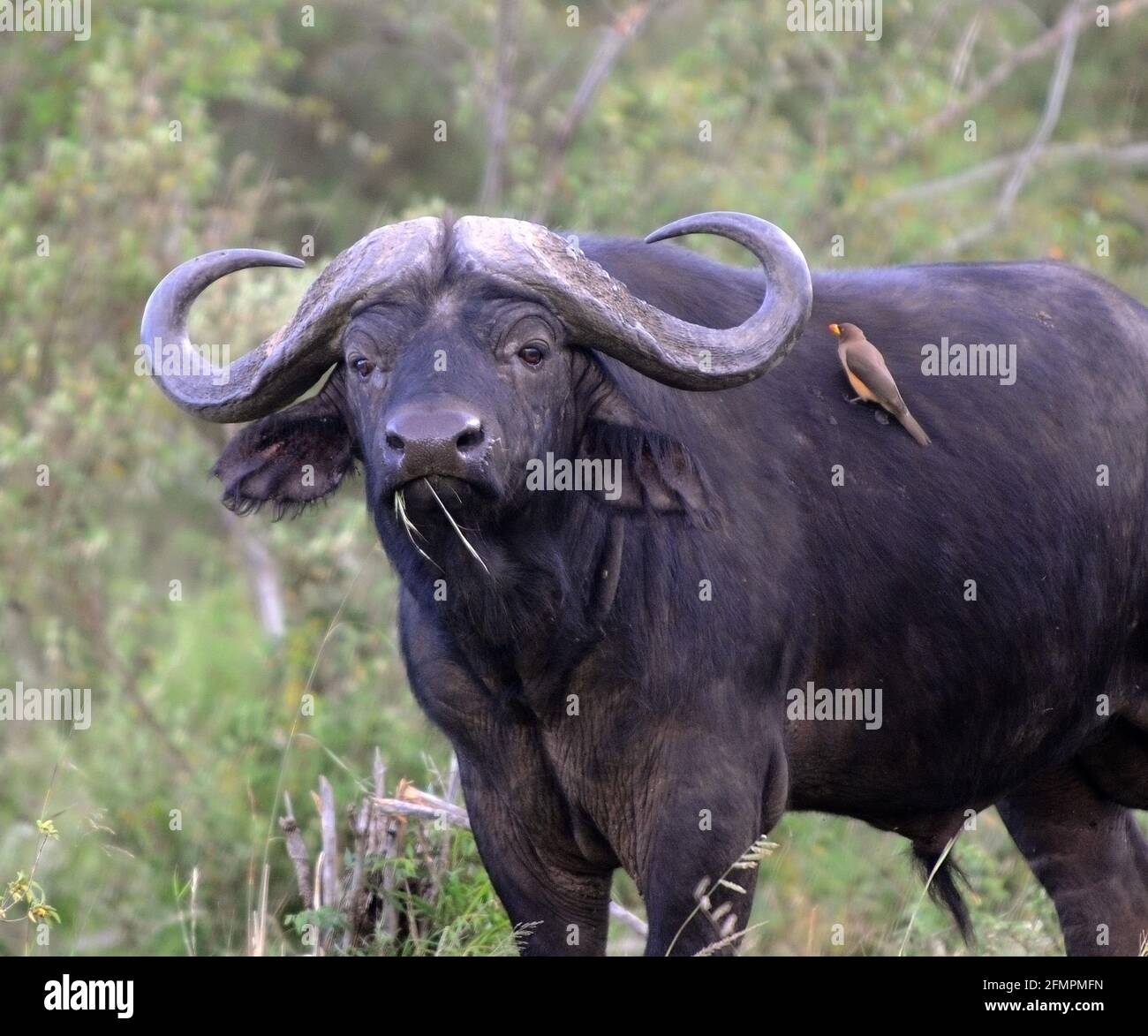 Kenya Africa acqua Buffalo Foto Stock