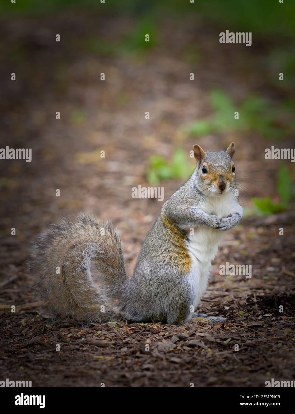 Molto carino scoiattolo grigio, (Sciurus carolinensis), seduto con zampe insieme e guardando verso la macchina fotografica Foto Stock