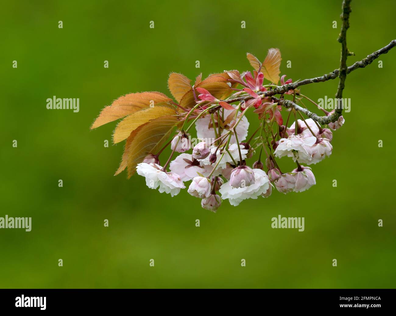 Beautiful Cherry Blossom (Prunus specie) fotografato su uno sfondo verde fuori fuoco Foto Stock