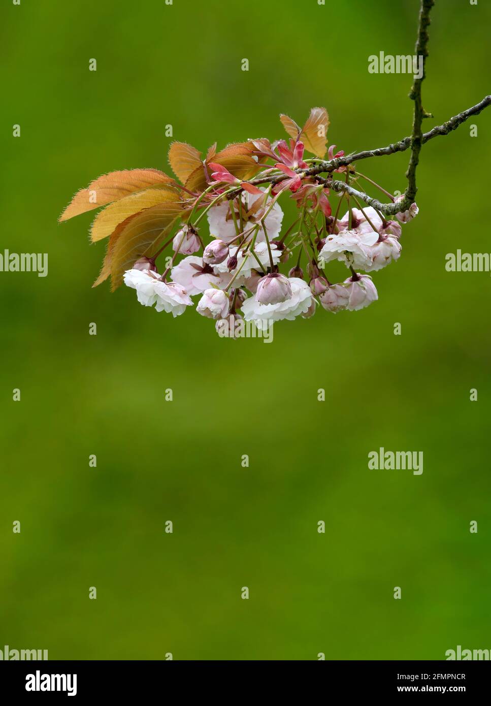 Beautiful Cherry Blossom (Prunus specie) fotografato su uno sfondo verde fuori fuoco Foto Stock