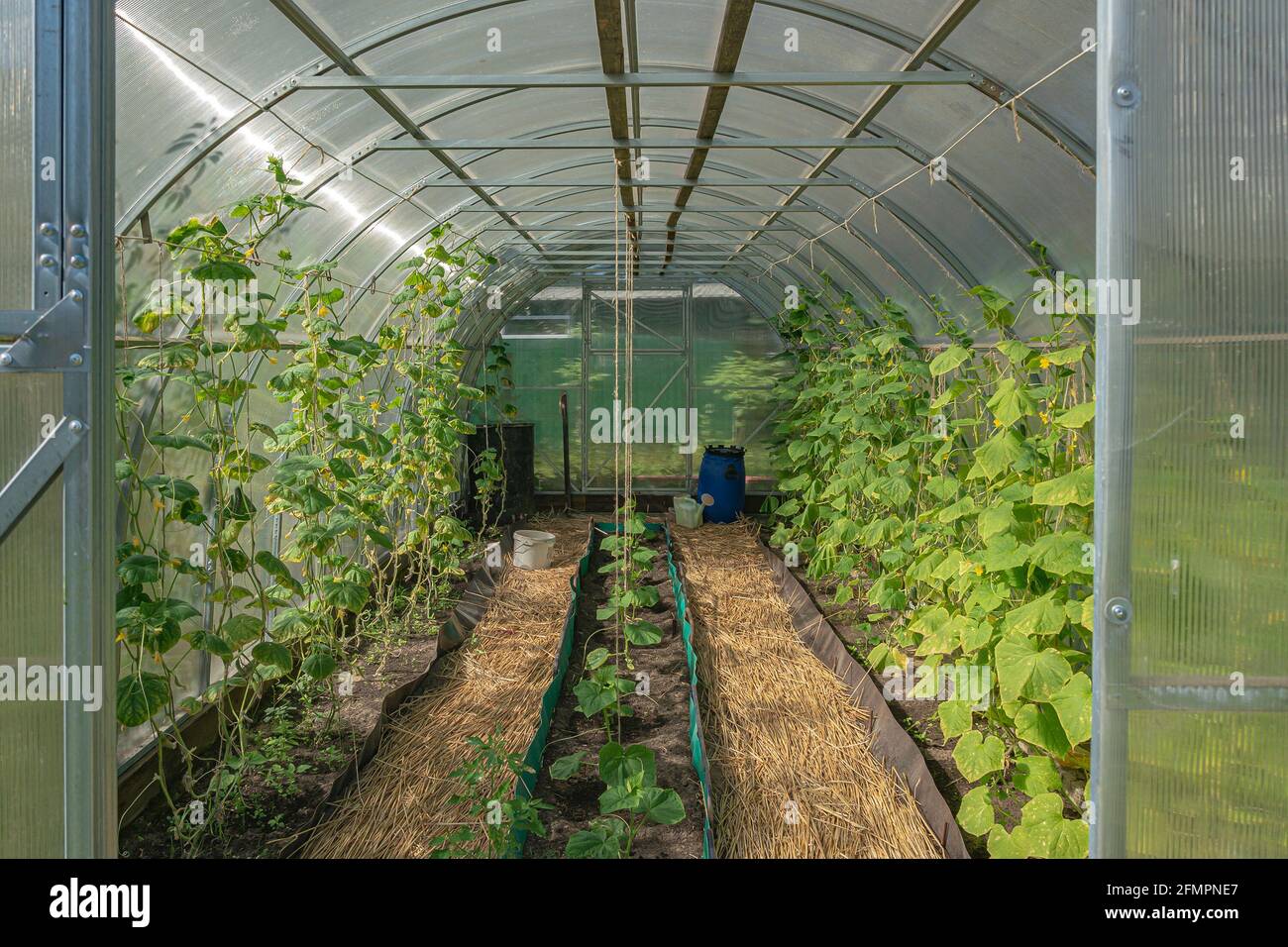 Serra per piantine crescenti nel terreno. Foto di scorta. Foto Stock