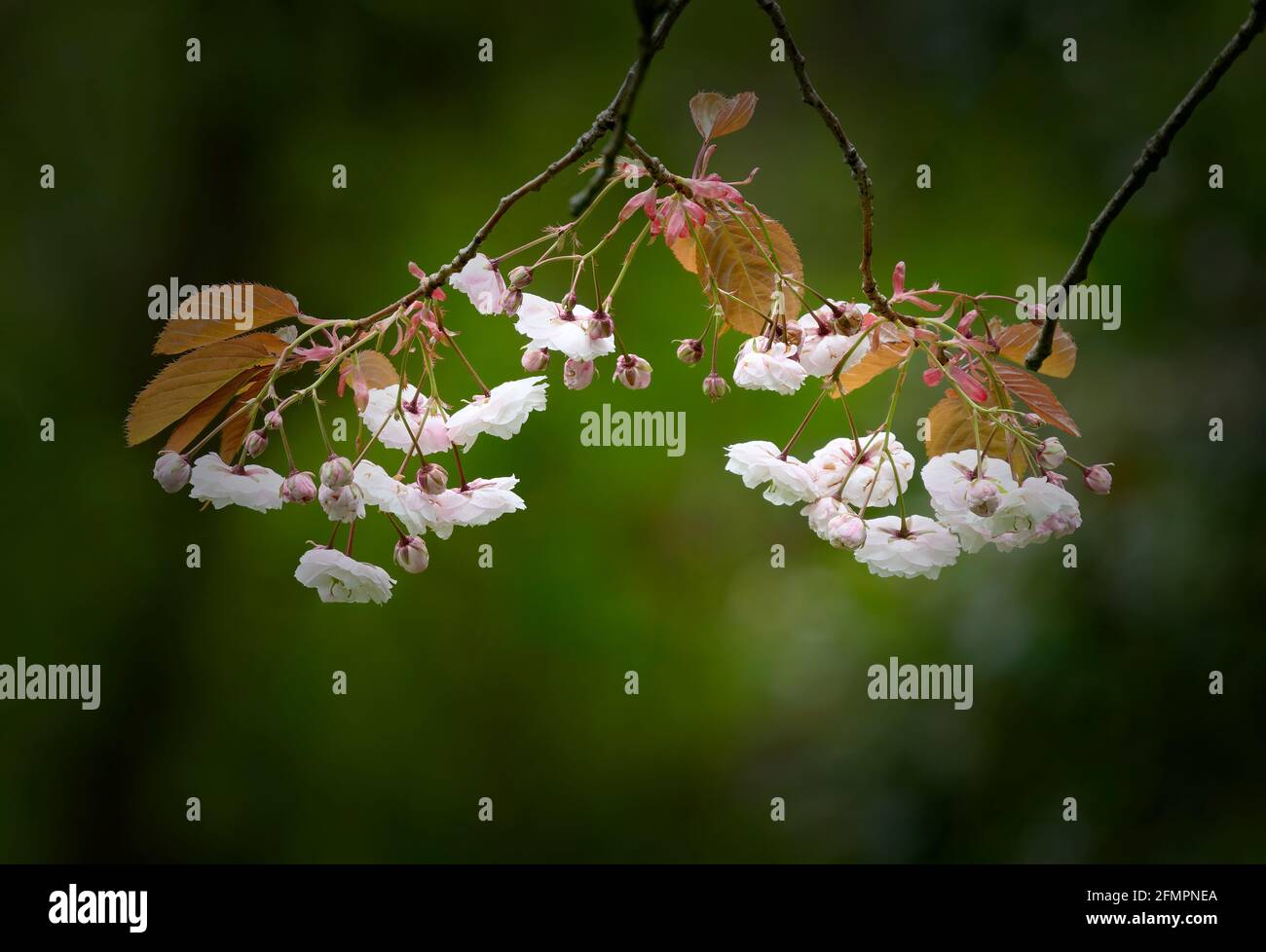 Beautiful Cherry Blossom (Prunus specie) fotografato su uno sfondo verde fuori fuoco Foto Stock